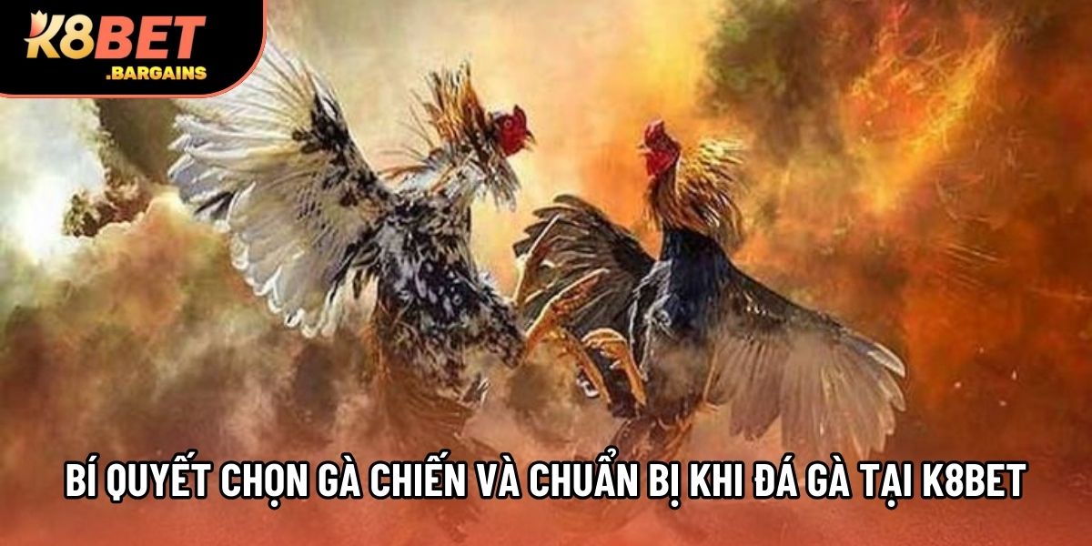 Bí quyết chọn gà chiến và chuẩn bị khi đá gà tại K8bet