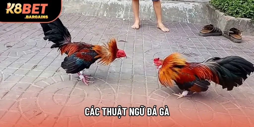 Các Thuật Ngữ Đá Gà Giúp Người Mới Dễ Dàng Hiểu Luật Thi Đấu