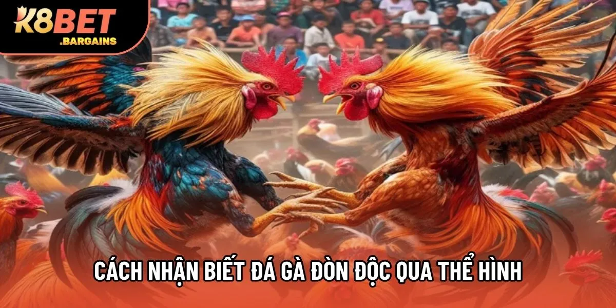 Cách nhận biết đá gà đòn độc qua thể hình
