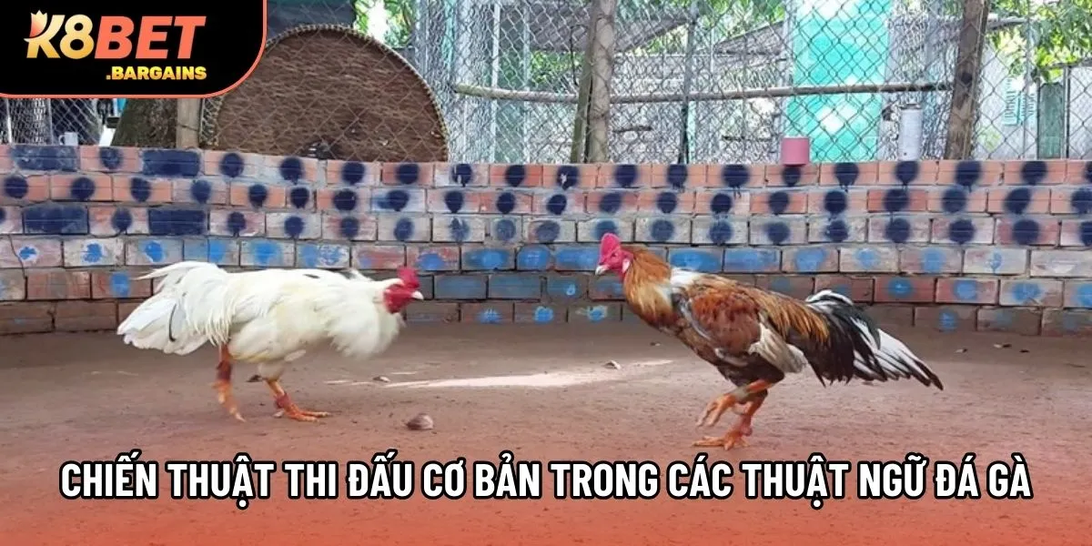 Chiến thuật thi đấu cơ bản trong các thuật ngữ đá gà