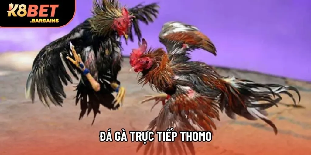 Đá Gà Trực Tiếp Thomo Cập Nhật Nhanh Các Trận Đấu Mỗi Ngày