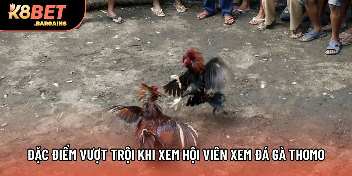 Đặc điểm vượt trội khi xem hội viên xem đá gà Thomo