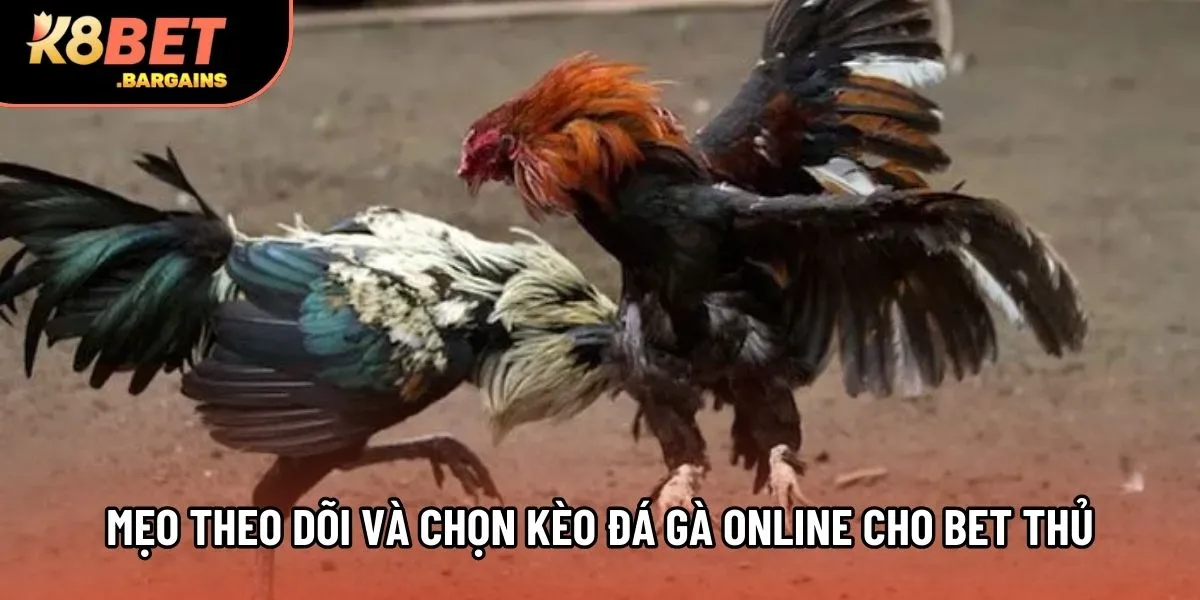 Mẹo theo dõi và chọn kèo đá gà online cho bet thủ