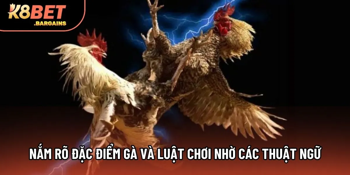 Nắm rõ đặc điểm gà và luật chơi nhờ các thuật ngữ