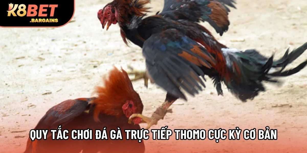 Quy tắc chơi đá gà trực tiếp Thomo cực kỳ cơ bản
